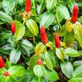 Orange Costus Flower seeds for Planting Premium Quality, Heirloom & GMO Free Seeds for Home Garden seeds for planting