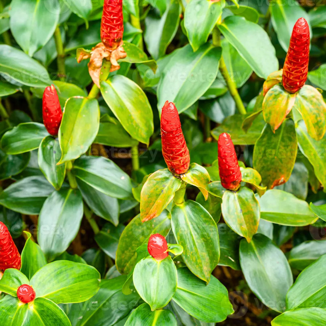 Orange Costus Flower seeds for Planting Premium Quality, Heirloom & GMO Free Seeds for Home Garden seeds for planting