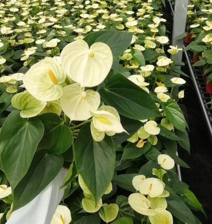 Yellow Anthurium Andraeanu Flower seeds for Planting - Vibrant Colors, Heirloom & GMO Free Seeds for Home Garden