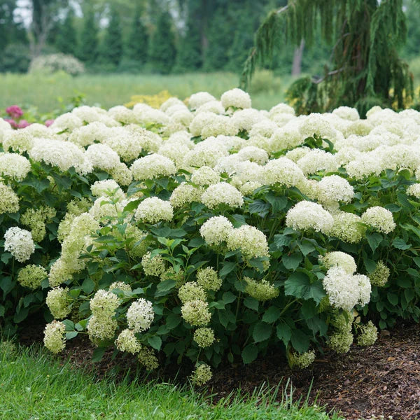 Hydrangea Flower Seeds Flower seeds for Planting Garden Favorite Heirloom & GMO Free Seeds for Home Garden