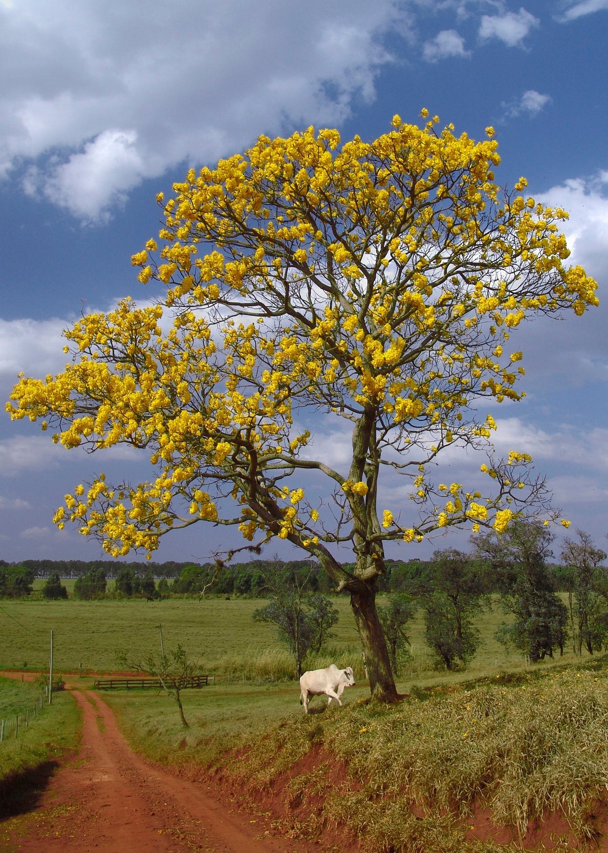 Tabebuia Chrysotricha Planting Tree Seeds