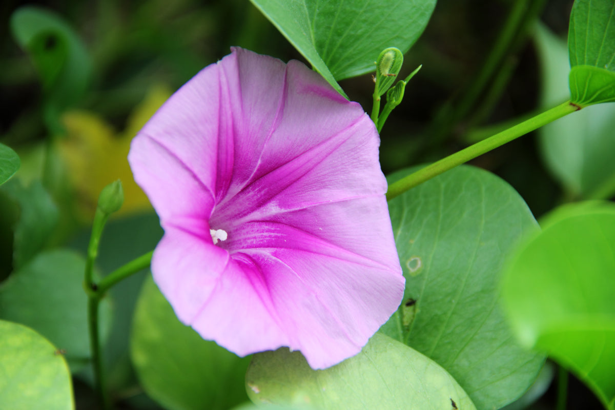 Ipomea Pescaprae Flower seeds for Planting, Pollinator Friendly Heirloom & GMO Free Seeds for Home Garden
