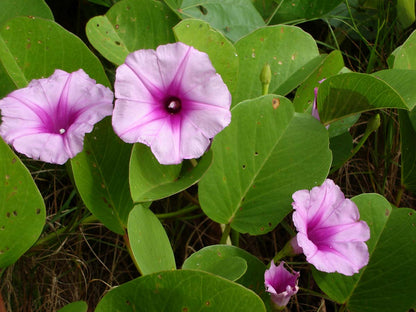 Ipomea Pescaprae Flower seeds for Planting, Pollinator Friendly Heirloom & GMO Free Seeds for Home Garden