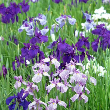 Japanese Iris Flower seeds for Planting - Vibrant Colors, Heirloom & GMO Free Seeds for Home Garden