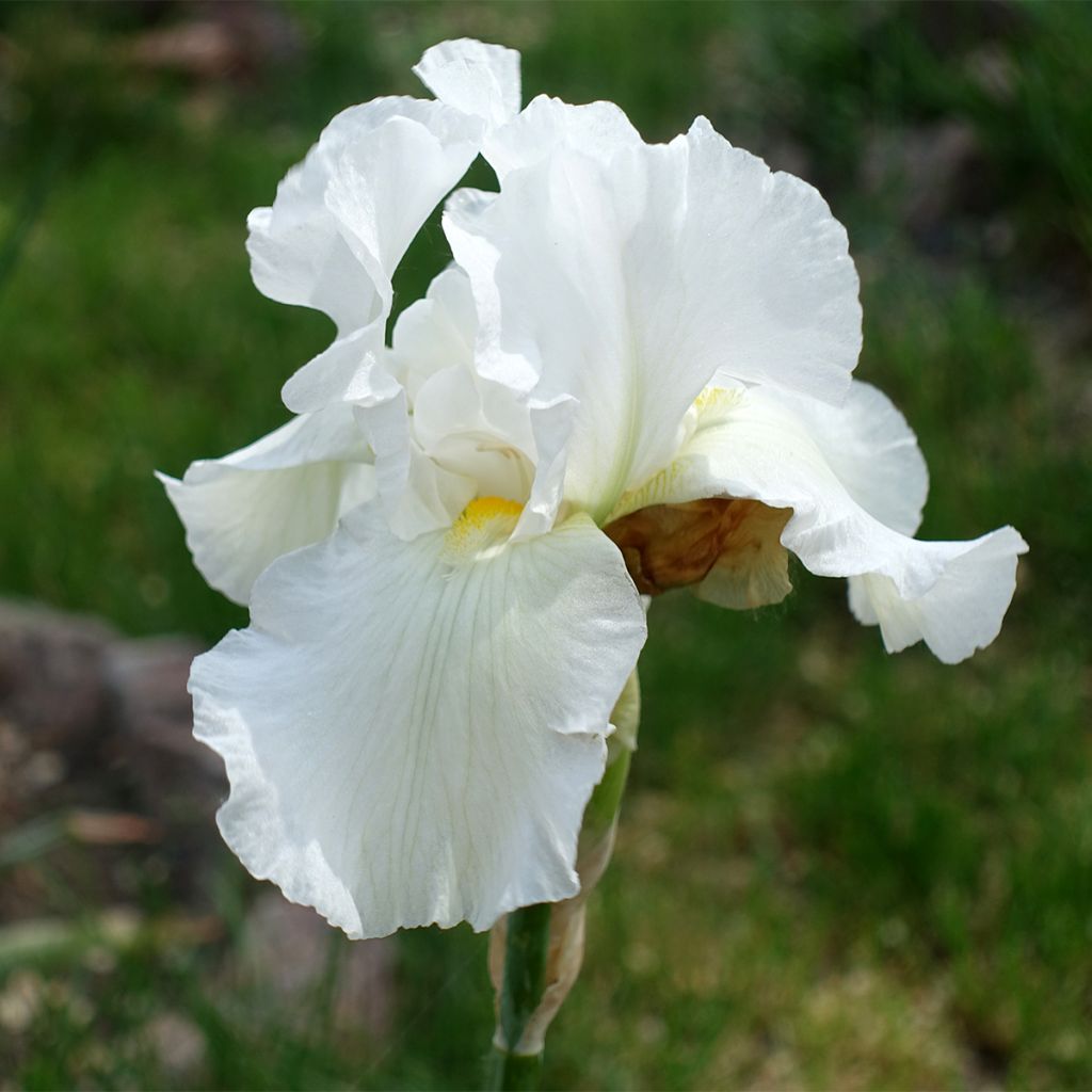White Eschscholtzia Jardim Planting Seeds