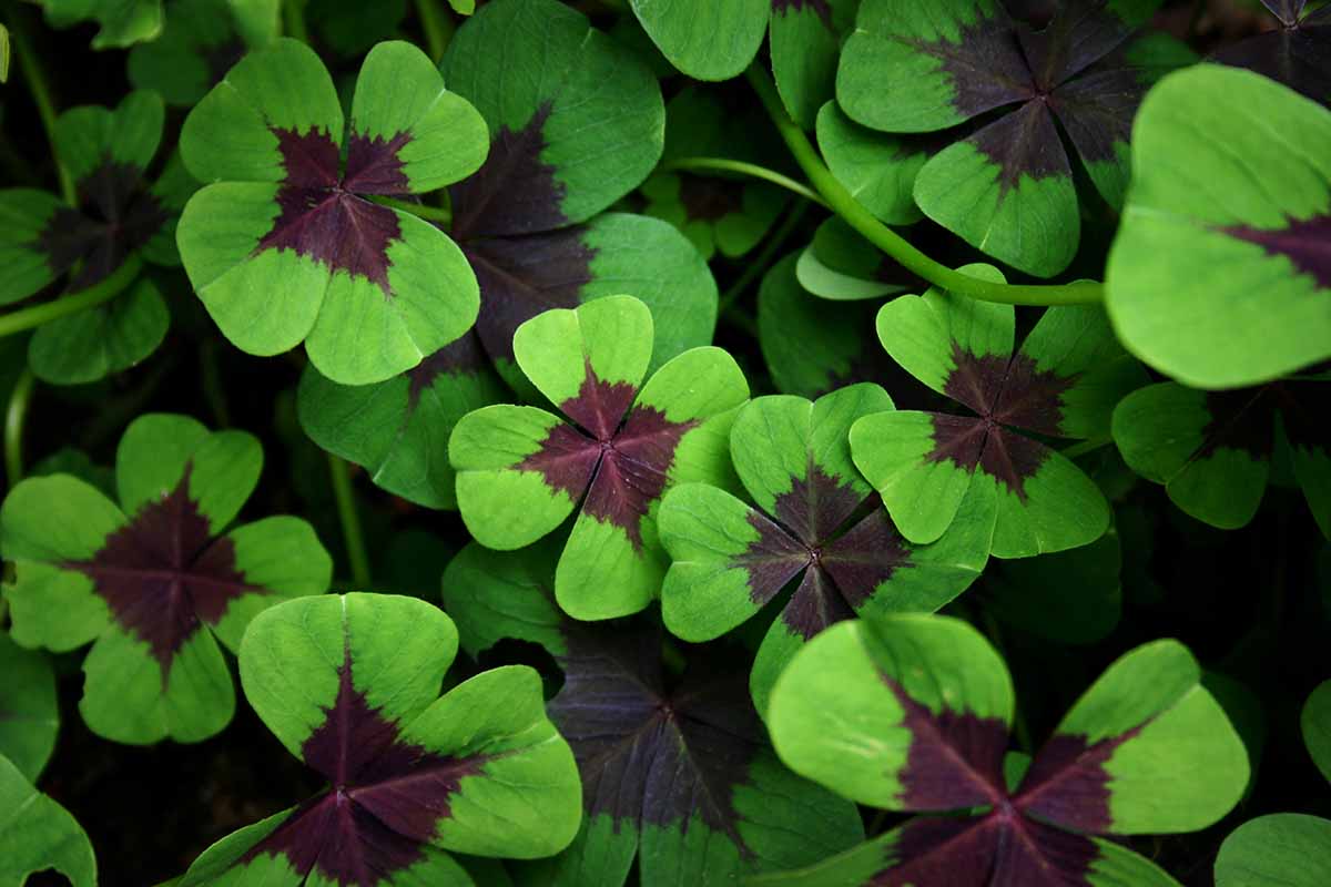 Dark Green Four Leaf Clover Seeds For Planting Plant Seeds