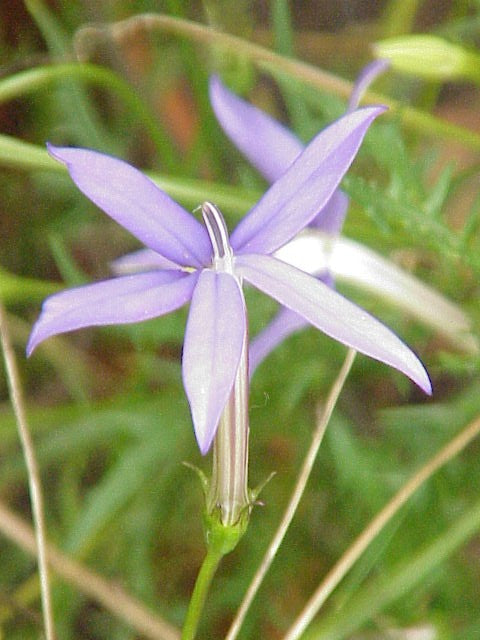 Violet Isotoma Axillaris Flower seeds for Planting Drought Tolerant, Heirloom & GMO Free Seeds for Home Garden vegetable and garden seeds