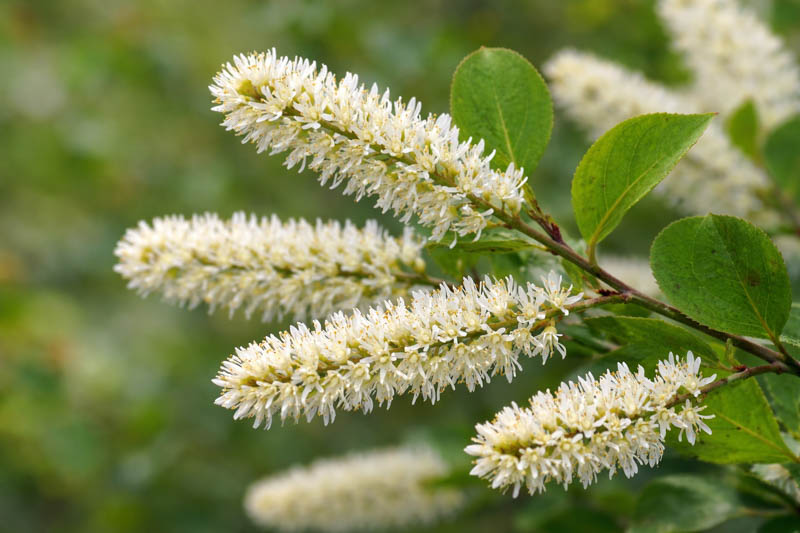 White Sweetspire Flower seeds for Planting Sun Loving, Heirloom & GMO Free Seeds for Home Garden seeds for planting