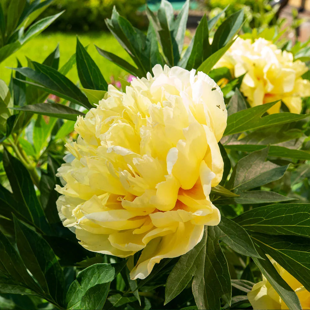 Premium Paeonia Flower seeds for Planting Seasonal Bloomer, Heirloom & GMO Free Seeds for Home Garden seeds