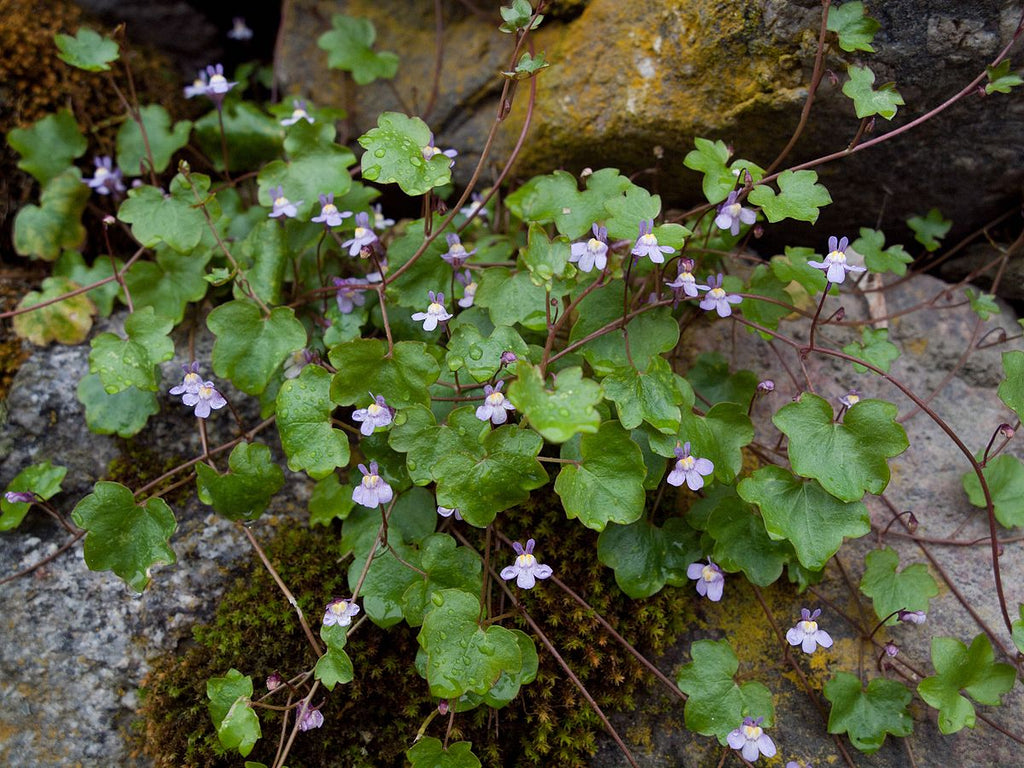 Cymbalaria Muralis Flower seeds for Planting Sun Loving, Heirloom & GMO Free Seeds for Home Garden seeds for planting