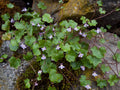 Cymbalaria Muralis Flower seeds for Planting Sun Loving, Heirloom & GMO Free Seeds for Home Garden seeds for planting