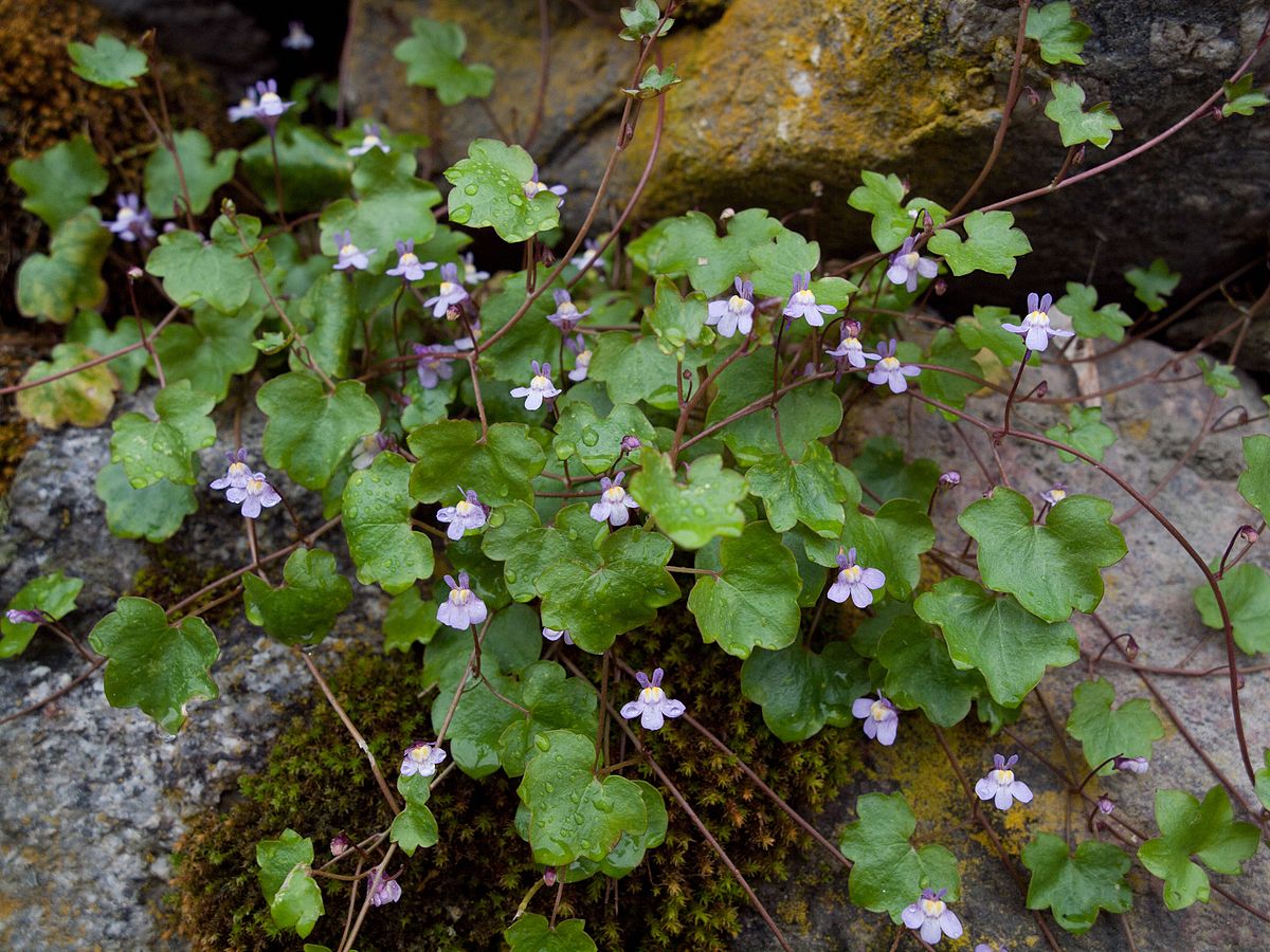 Cymbalaria Muralis Flower seeds for Planting Sun Loving, Heirloom & GMO Free Seeds for Home Garden seeds for planting