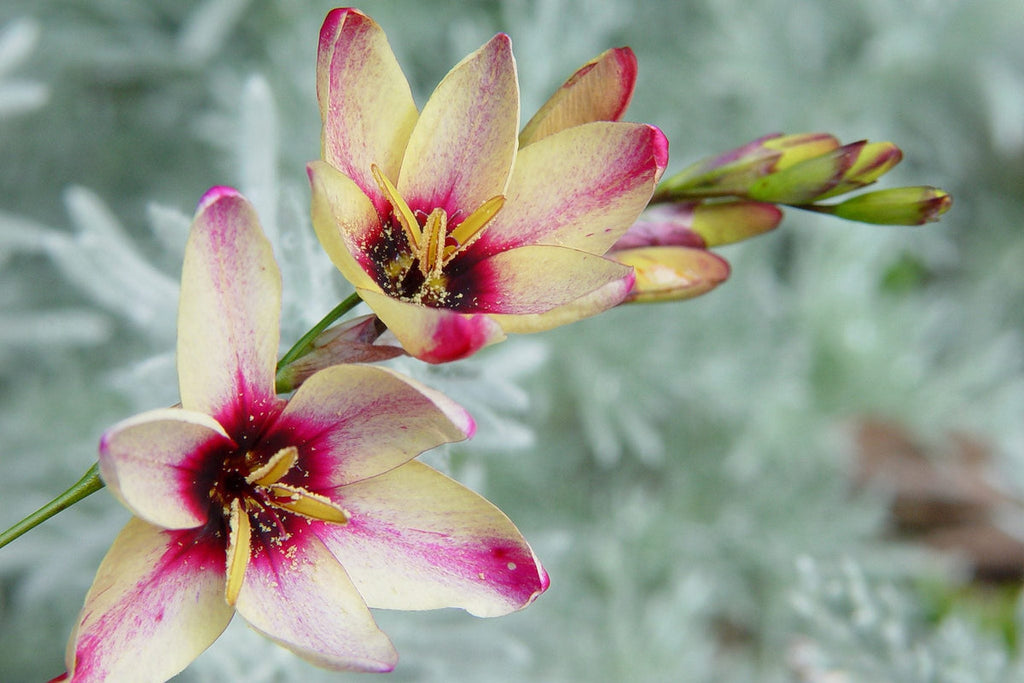 Ixia Flower seeds for Planting Pollinator Friendly, Heirloom & GMO Free Seeds for Home Garden seeds for planting