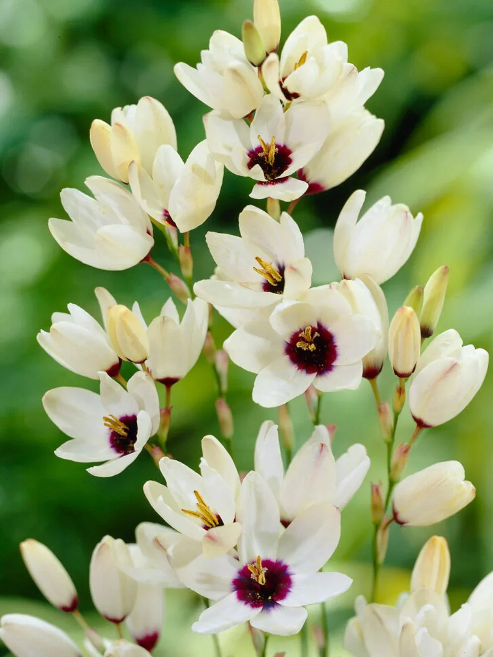 Ixia Flower seeds for Planting Pollinator Friendly, Heirloom & GMO Free Seeds for Home Garden seeds for home gardening