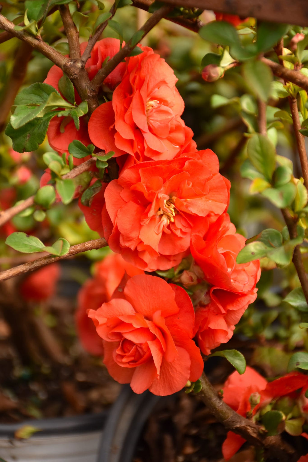 High quality Orange Quince Flower seeds for Planting Premium Quality, Heirloom & GMO Free Seeds for Home Garden seeds pack