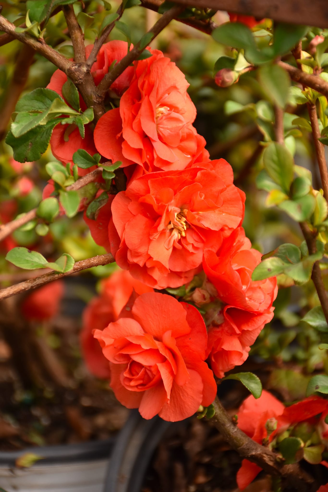 High quality Orange Quince Flower seeds for Planting Premium Quality, Heirloom & GMO Free Seeds for Home Garden seeds pack