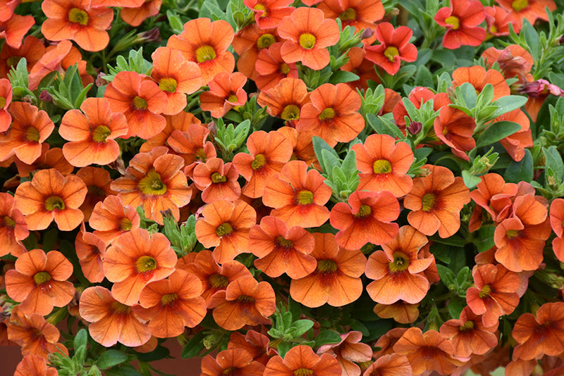 Orange Calibrachoa Flower seeds for Planting Hardy Variety, Heirloom & GMO Free Seeds for Home Garden vegetable and garden seeds