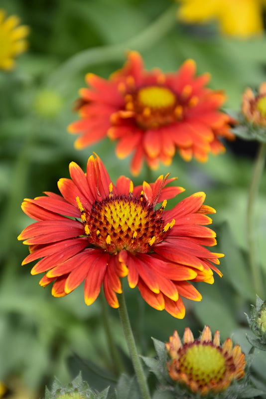 Red Gaillardia Arizona Flower seeds for Planting Compact Growth, Heirloom & GMO Free Seeds for Home Garden seeds for planting