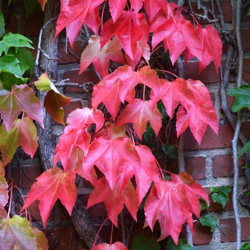Premium Boston Ivy Green Pink Flower seeds for Planting Perfect for Borders, Heirloom & GMO Free Seeds for Home Garden seeds