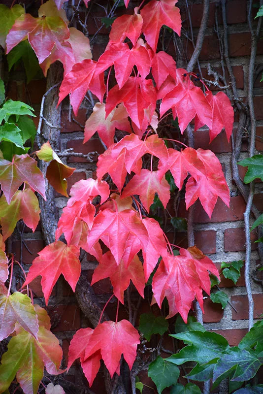 Premium Red Boston Ivy Flower seeds for Planting Easy to Grow, Heirloom & GMO Free Seeds for Home Garden seeds