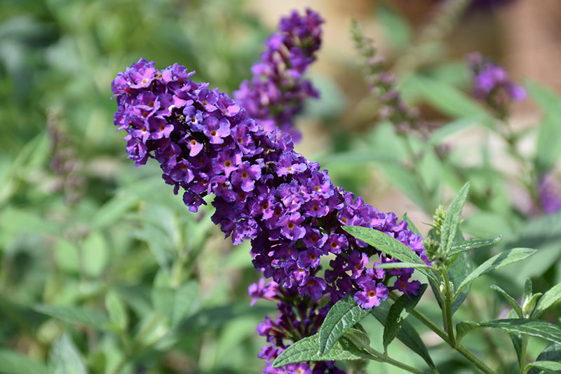 Premium Violet Buddleia Flower seeds for Planting Easy to Grow, Heirloom & GMO Free Seeds for Home Garden seeds