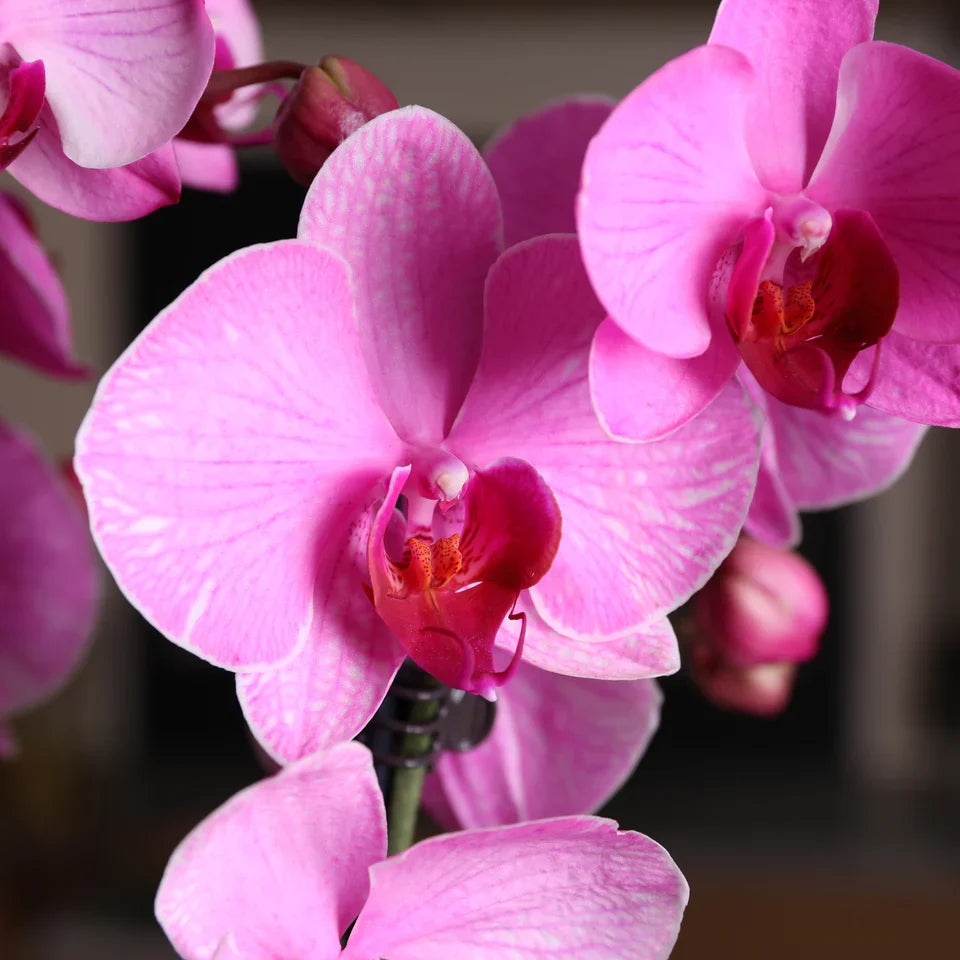 Premium Lavender Dendrobium Flower seeds for Planting Low Maintenance, Heirloom & GMO Free Seeds for Home Garden seeds
