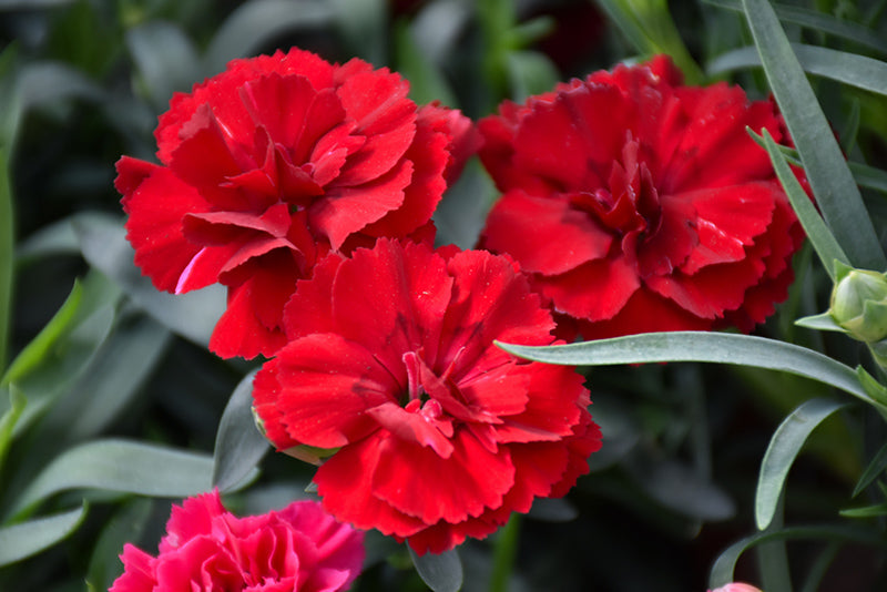 Dianthus Caryophyllus Flower Seeds for Planting - Vibrant Baren Red for Colorful Displays