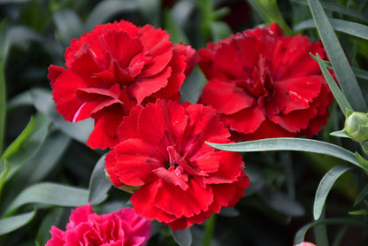 Dianthus Caryophyllus Flower Seeds for Planting - Vibrant Baren Red for Colorful Displays