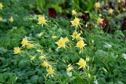 Golden Columbine Flower seeds for Planting Easy to Grow Heirloom & GMO Free Seeds for Home Garden