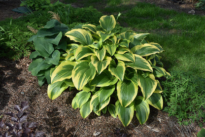 Heirloom Montana Hosta Seeds Flower seeds for Planting Wildflower Mix Heirloom & GMO Free Seeds for Home Garden