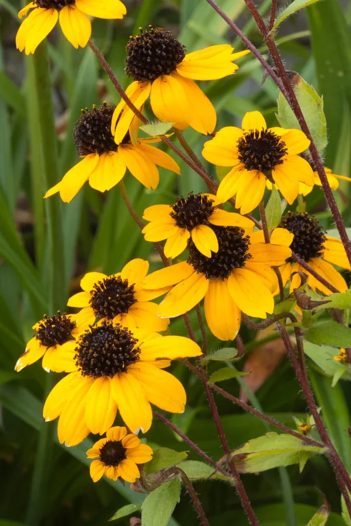 Rudbeckia Triloba Flower seeds for Planting Wildflower Mix, Heirloom & GMO Free Seeds for Home Garden vegetable and garden seeds