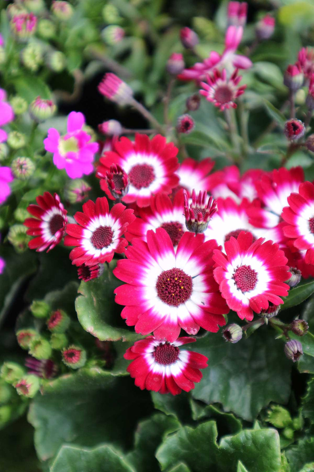 Mix Cineraria Flower seeds for Planting Drought Tolerant, Heirloom & GMO Free Seeds for Home Garden vegetable and garden seeds