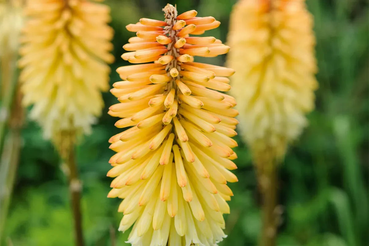 Kniphofia Flower seeds for Planting Cut Flower Favorite Heirloom & GMO Free Seeds for Home Garden