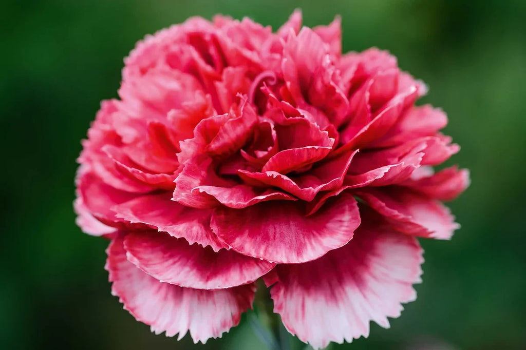 Pink Caryophyllus Flower seeds for Planting Drought Tolerant, Heirloom & GMO Free Seeds for Home Garden vegetable and garden seeds