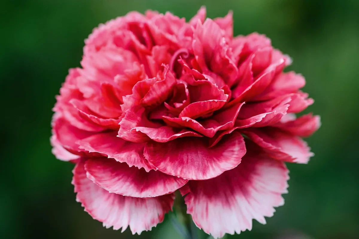 Pink Caryophyllus Flower seeds for Planting Drought Tolerant, Heirloom & GMO Free Seeds for Home Garden vegetable and garden seeds