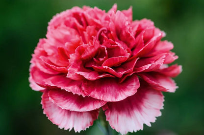 Pink Caryophyllus Flower seeds for Planting Drought Tolerant, Heirloom & GMO Free Seeds for Home Garden vegetable and garden seeds