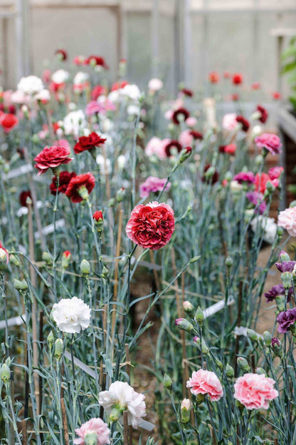White Red Carnation Flower seeds for Planting Garden Favorite Heirloom & GMO Free Seeds for Home Garden