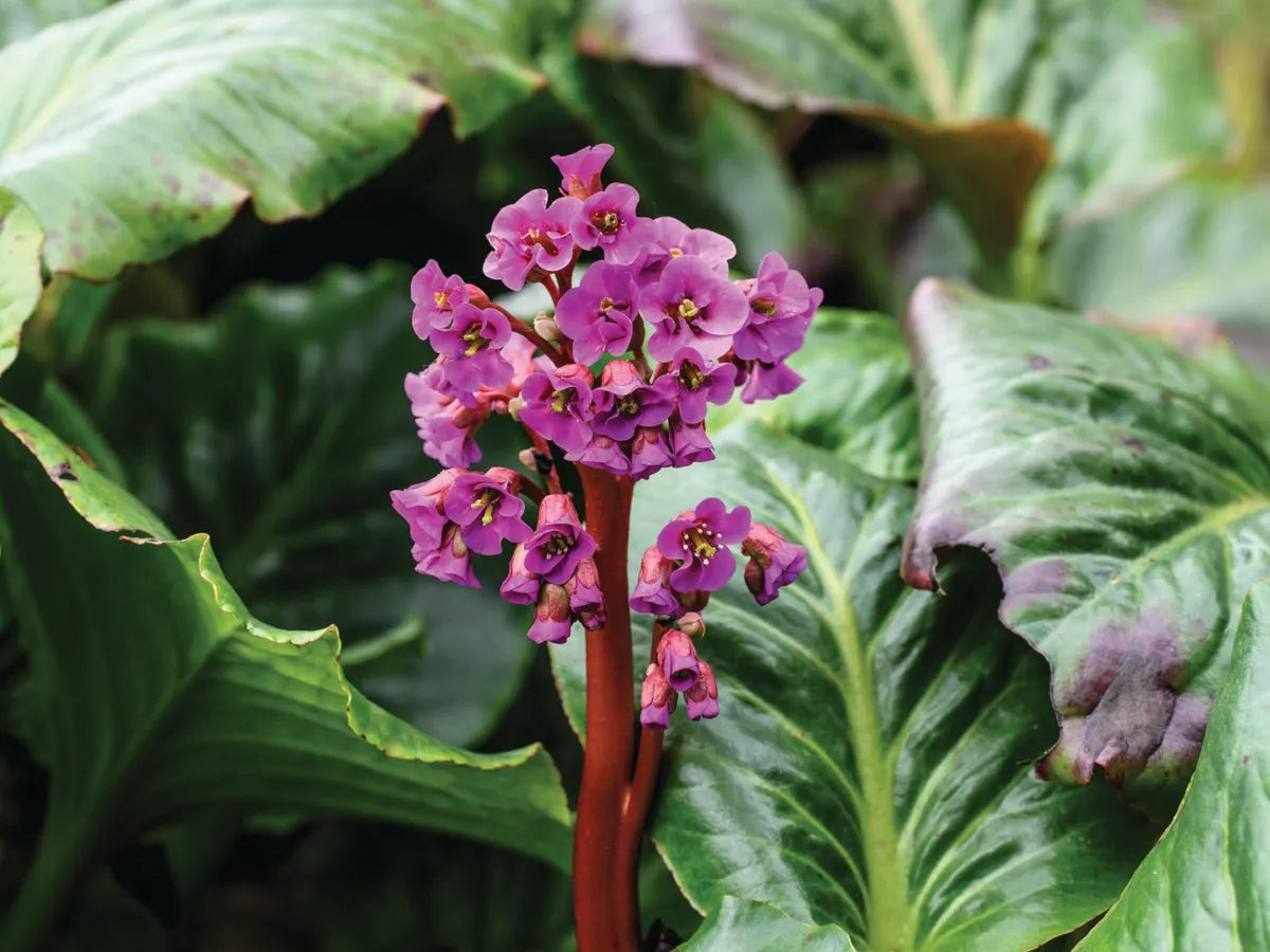Bergenia Flower seeds for Planting Wildflower Mix, Heirloom & GMO Free Seeds for Home Garden seeds for planting