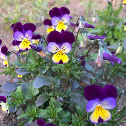 Johnny Jumpup Viola Flower seeds for Planting Colorful Display Heirloom & GMO Free Seeds for Home Garden 
 
 Sale