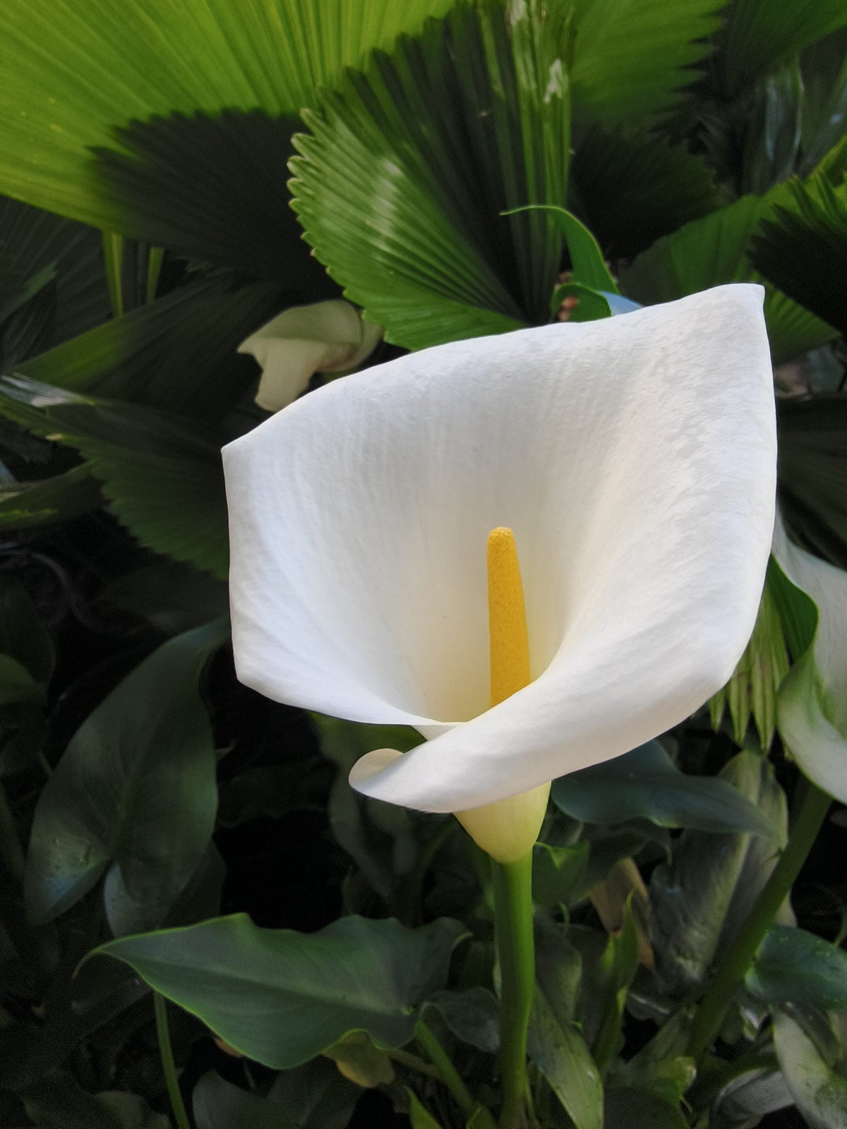 White Araceae Decorative Planting  Seeds for your Better Gardening