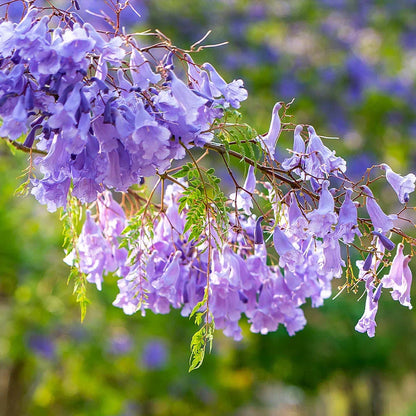 Purple Jacaranda Flower seeds for Planting - Bright Blooms, Heirloom & GMO Free Seeds for Home Garden