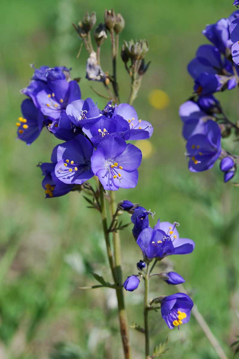 Jacobs Flower seeds for Planting Low Maintenance Heirloom & GMO Free Seeds for Home Garden