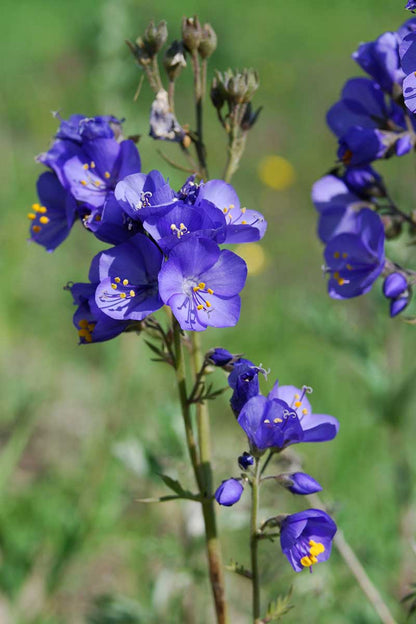 Jacobs Flower seeds for Planting Low Maintenance Heirloom & GMO Free Seeds for Home Garden
