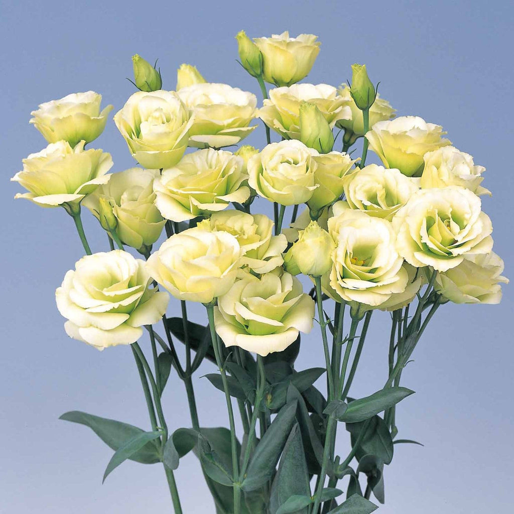 High quality Yellow Lisianthus Flower seeds for Planting Cottage Garden Essential, Heirloom & GMO Free Seeds for Home Garden seeds pack