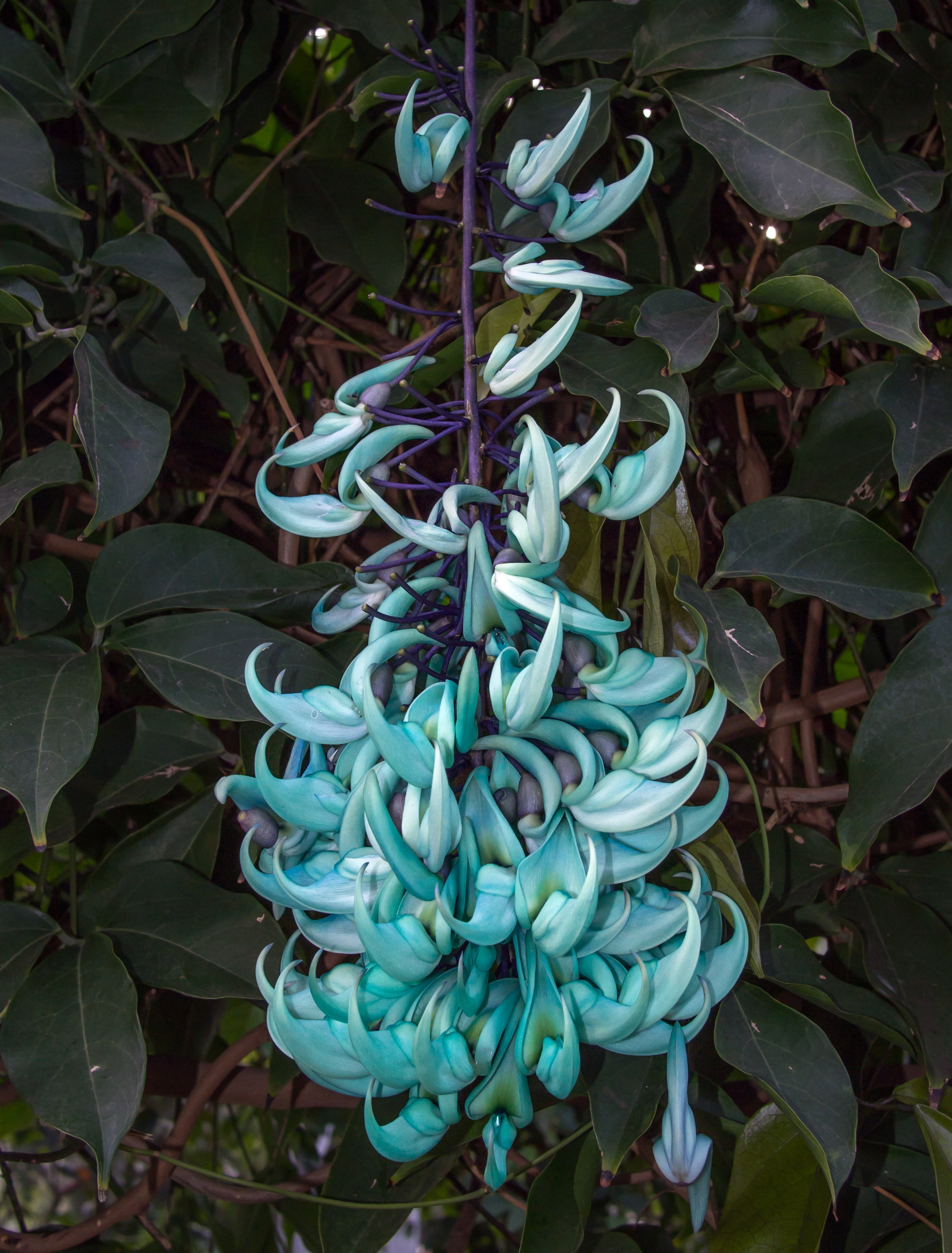 Jadewein Flower seeds for Planting Cut Flower Favorite, Heirloom & GMO Free Seeds for Home Garden vegetable and garden seeds