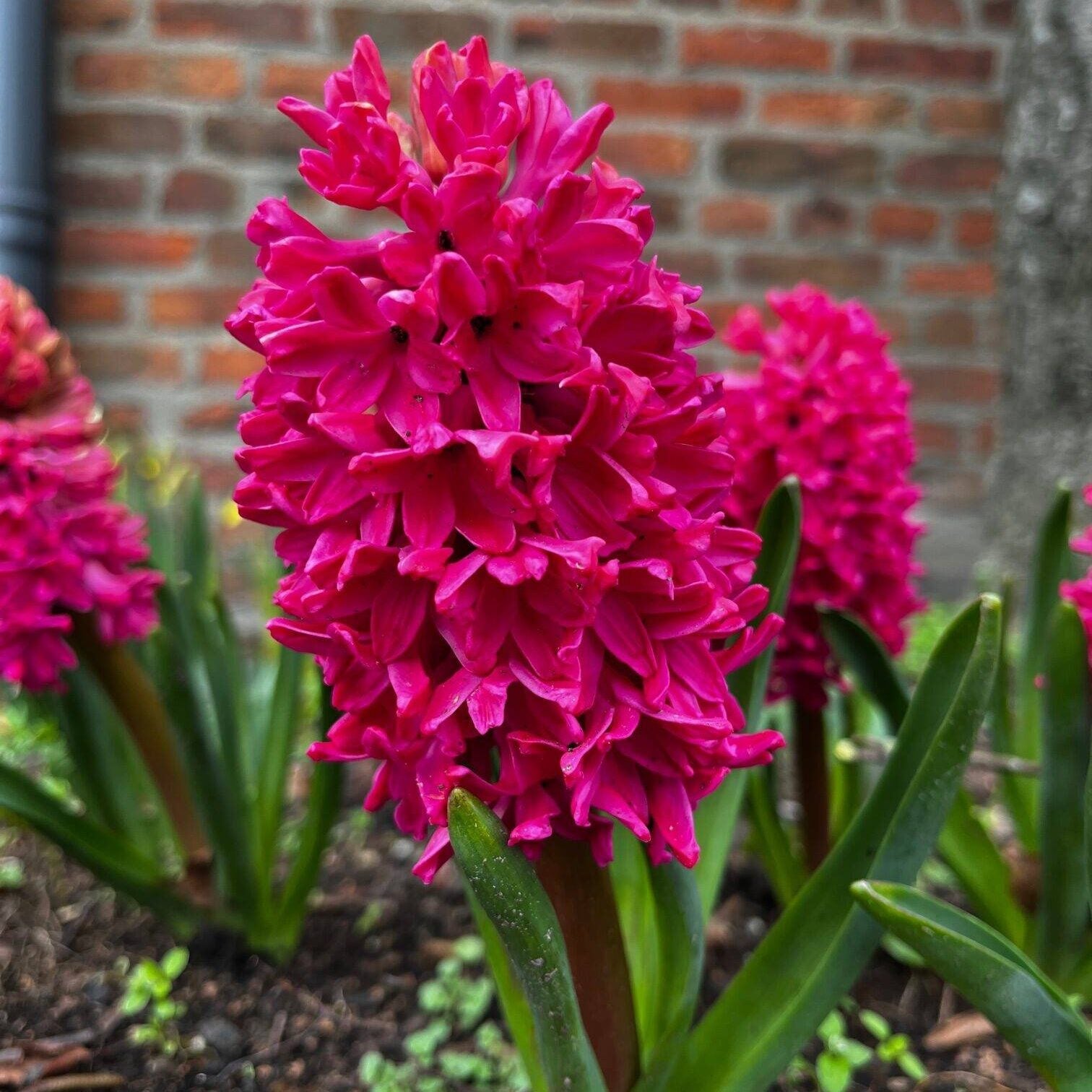 High quality Red Hyacinth Flower seeds for Planting Sun Loving, Heirloom & GMO Free Seeds for Home Garden seeds pack
