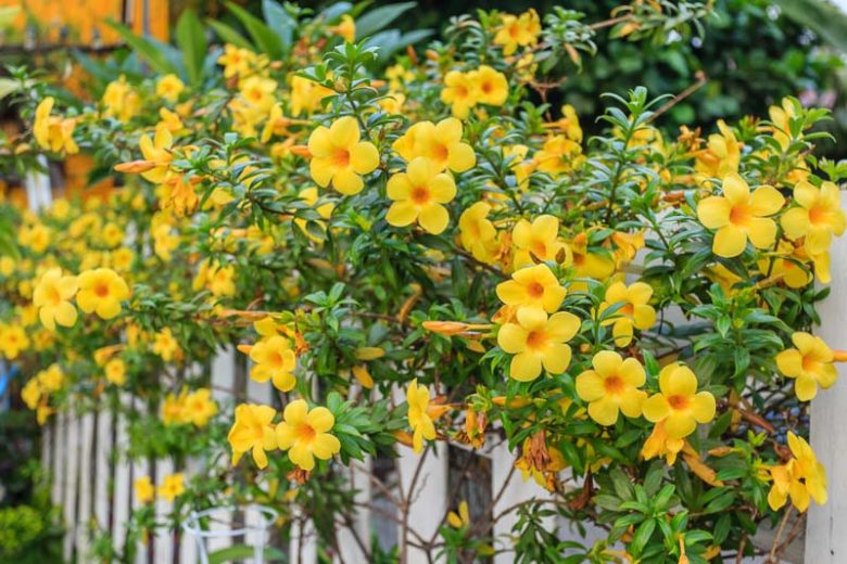 Allamanda Flower seeds for Planting Fragrant Blossoms Heirloom & GMO Free Seeds for Home Garden