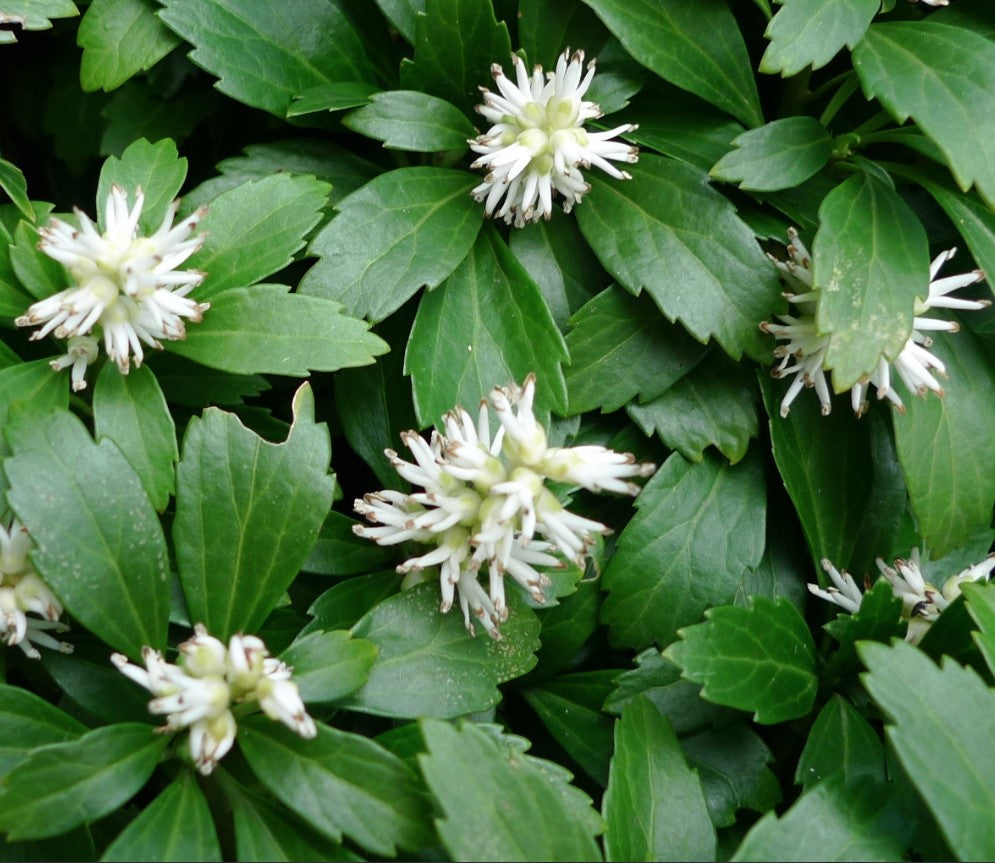 Pachysandra Flower seeds for Planting Cottage Garden Essential Heirloom & GMO Free Seeds for Home Garden