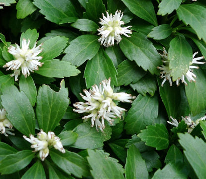 Pachysandra Flower seeds for Planting Cottage Garden Essential Heirloom & GMO Free Seeds for Home Garden