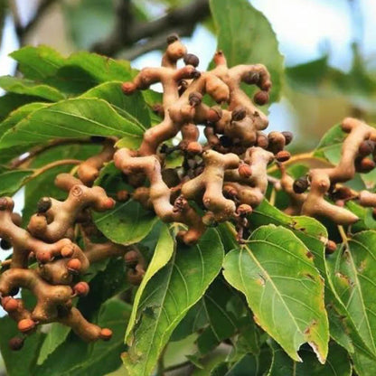 Japanese Raisin Tree (Hovenia Dulcis) Edible Fruit Oriental Honey Flowers Seeds